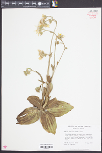 Arnica acaulis image