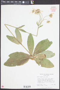 Arnica acaulis image