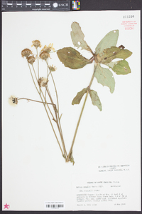 Arnica acaulis image