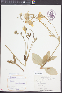 Arnica acaulis image