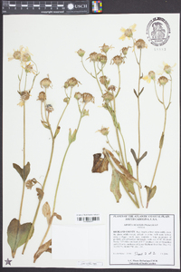 Arnica acaulis image