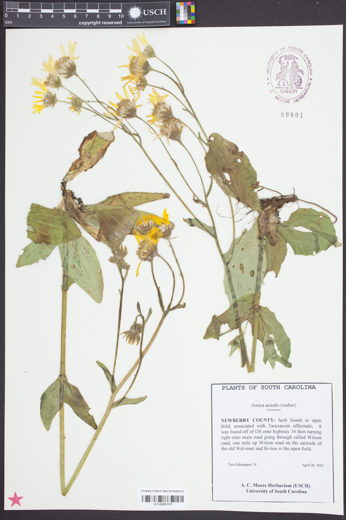 Arnica acaulis image