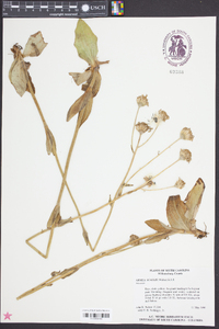 Arnica acaulis image