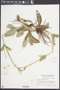 Arnica acaulis image