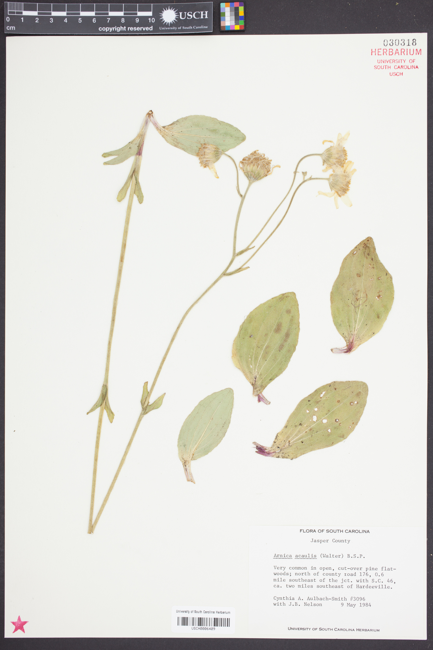 Arnica acaulis image