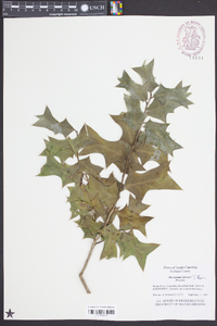 Ilex cornuta image