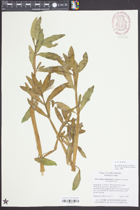 Alternanthera philoxeroides image