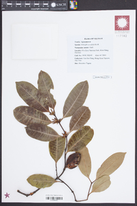 Willughbeia edulis image
