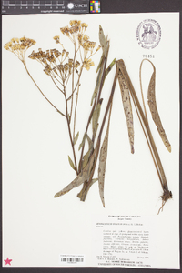 Arnoglossum ovatum image