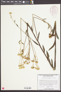 Arnoglossum ovatum image