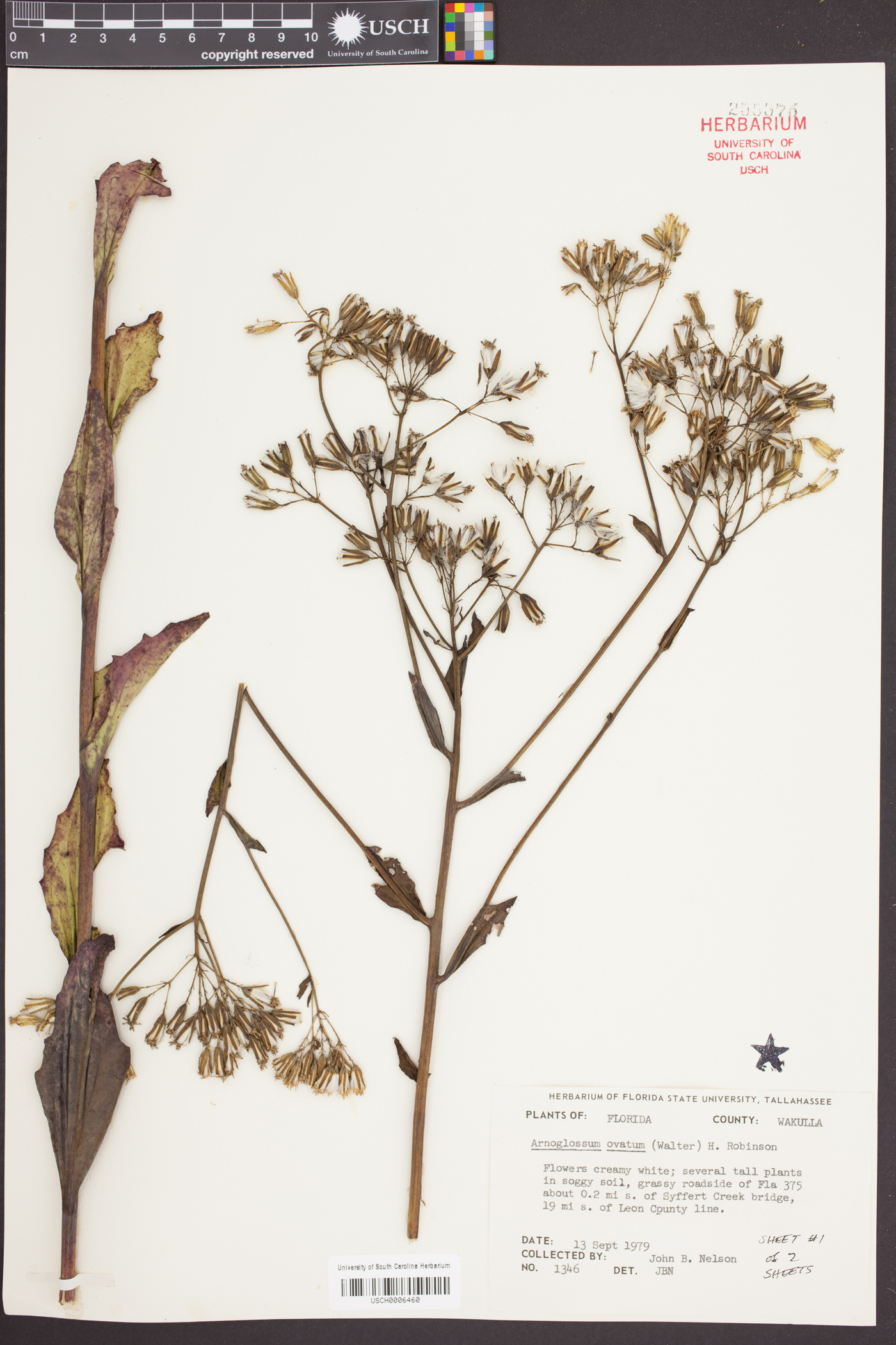 Arnoglossum ovatum image