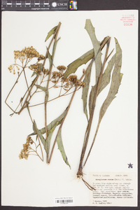 Arnoglossum ovatum image