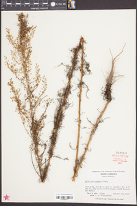 Artemisia campestris subsp. caudata image