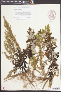 Artemisia vulgaris image