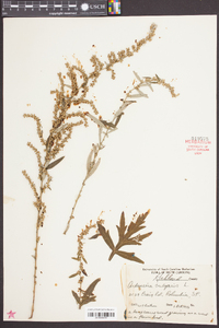 Artemisia vulgaris image