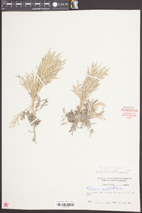 Artemisia vulgaris image