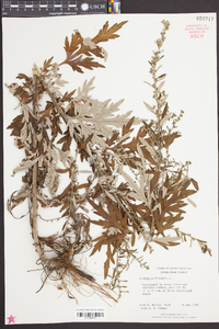 Artemisia vulgaris image