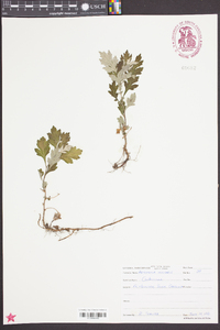 Artemisia vulgaris image