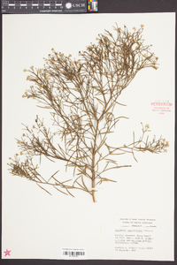 Baccharis angustifolia image