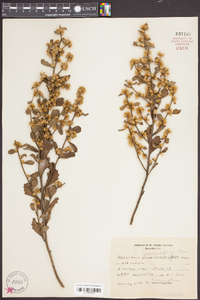 Baccharis glomeruliflora image