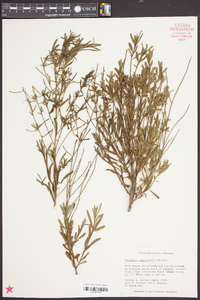 Baccharis angustifolia image