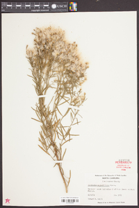 Baccharis angustifolia image