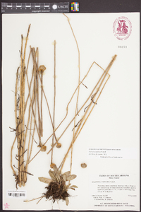 Balduina uniflora image