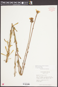 Balduina uniflora image