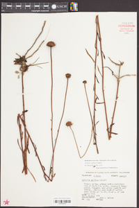 Balduina uniflora image