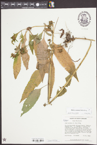 Bidens connata image