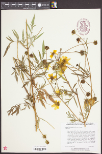 Bidens trichosperma image