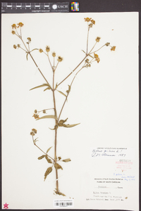 Bidens pilosa image