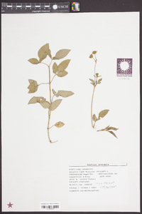 Bidens pilosa image