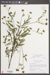 Bidens vulgata image