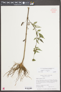 Bidens vulgata image