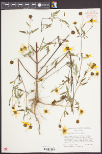 Bidens aristosa image