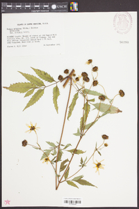 Bidens aristosa image