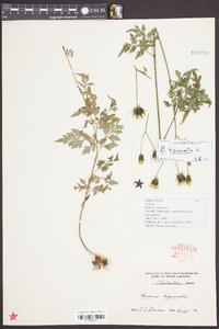 Bidens bipinnata image