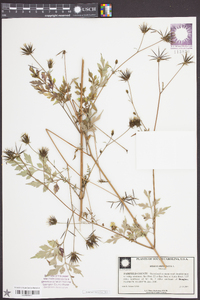 Bidens bipinnata image