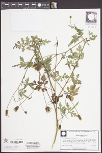 Bidens bipinnata image