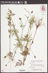 Bidens bipinnata image