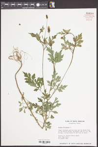 Bidens bipinnata image