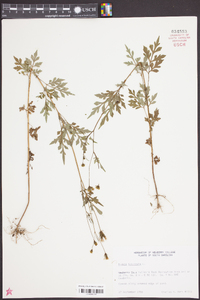 Bidens bipinnata image