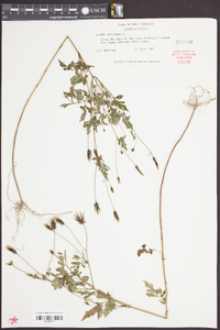 Bidens bipinnata image