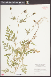 Bidens bipinnata image