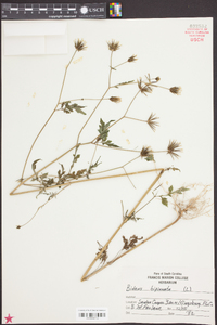 Bidens bipinnata image