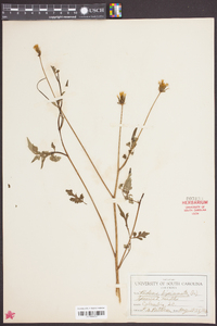 Bidens bipinnata image