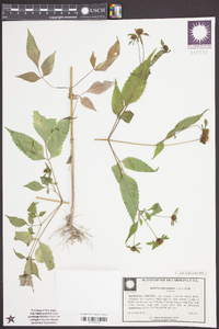 Bidens discoidea image