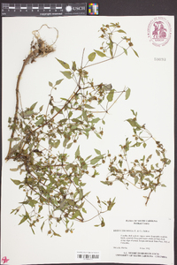 Bidens discoidea image