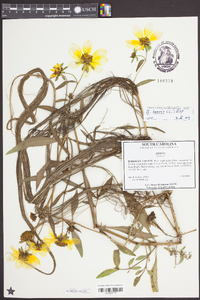 Bidens laevis image